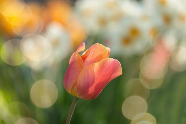 Test1